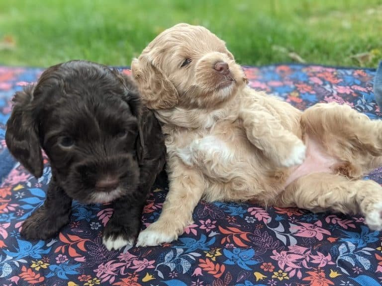 Australian Labradoodle puppies for sale1st choice companion