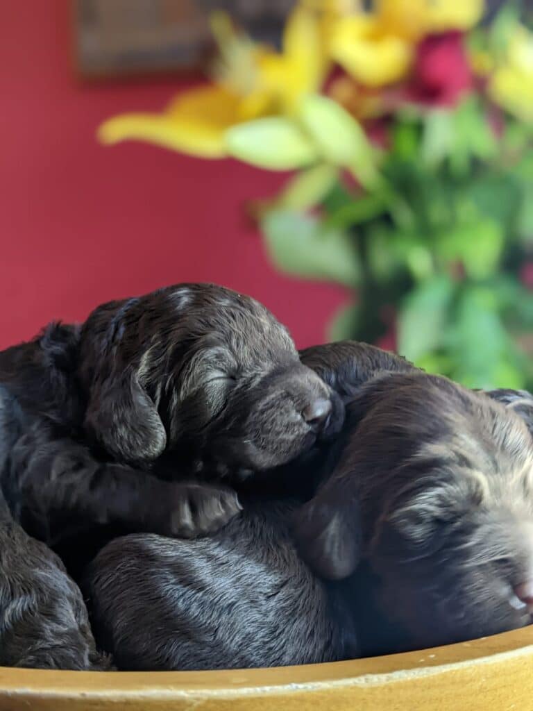 Black labradoodle puppies for sale best sale near me